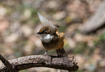 White Throated Laughing Thrush bird sitting on perch of tree