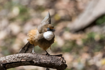 White Throated Laughing Thrush bird sitting on perch of tree