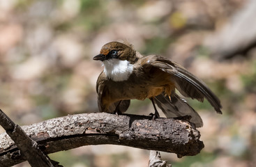 White Throated Laughing Thrush bird sitting on perch of tree
