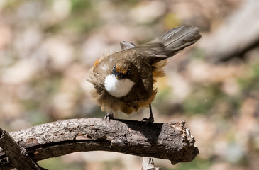 White Throated Laughing Thrush bird sitting on perch of tree