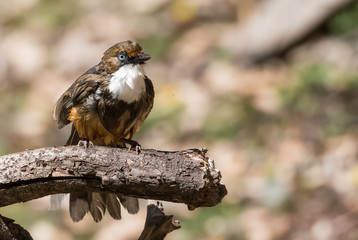 White Throated Laughing Thrush bird sitting on perch of tree