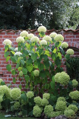 Helle Hortensie  sie blüht im Garten an einer Mauer
