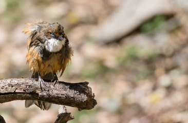 White Throated Laughing Thrush bird sitting on perch of tree