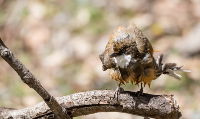 White Throated Laughing Thrush bird sitting on perch of tree