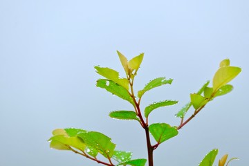 dew drops on leaves