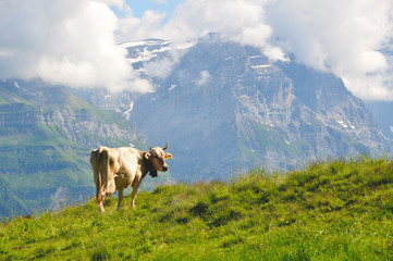 Fototapeta na wymiar cow on the meadow