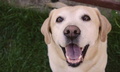 Happy labrador