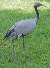 Obraz premium The Grey heron