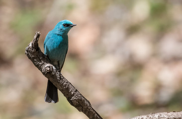Verditer Flycatcher bird sitting on the perch of tree
