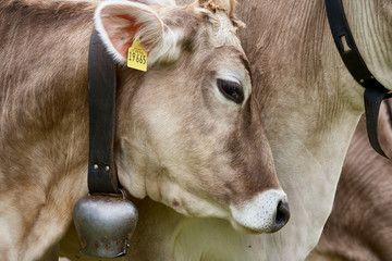 Head of a cow with cow bell, close-up.