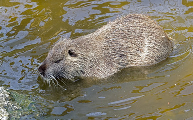 Large coypu is swimming in the pond