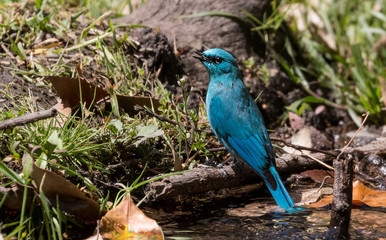 Verditer Flycatcher bird sitting on the perch of tree