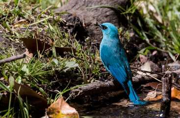 Verditer Flycatcher bird sitting on the perch of tree