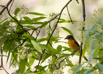 Indian Birds in their natural habitat