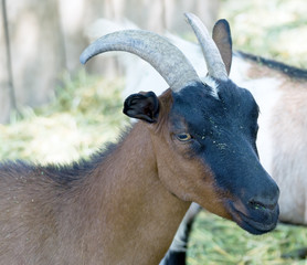 Portrait of goat in zoo
