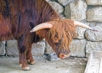 Fototapeta premium Scotish highland cattle