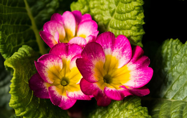 Autumn Flowers in the garden spreading fragrance and love