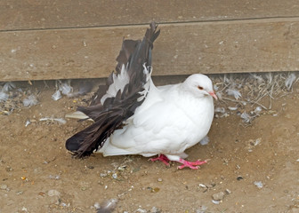 big Beautiful pigeon in zoo