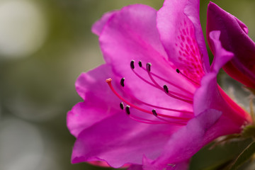 Autumn Flowers in the garden spreading fragrance and love