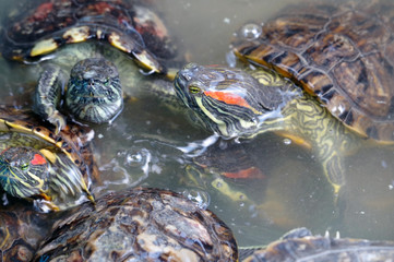 Turtle family is calming in small pond