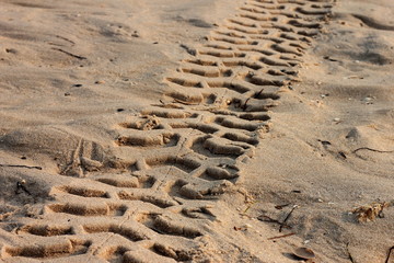 tire tracks on a sandy beach