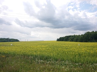 green field and blue sky