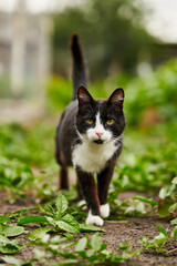 Naklejka na ściany i meble Portrait of a black and white cat in the garden among greenery.