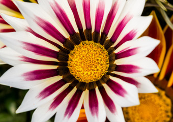 Autumn Flowers in the garden spreading fragrance and love