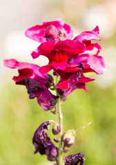 Autumn Flowers in the garden spreading fragrance and love