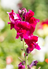 Autumn Flowers in the garden spreading fragrance and love