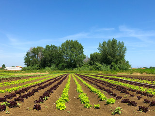 Fototapeta na wymiar Green Lettuce leaves on garden beds in the vegetable field. Gardening background with green Salad plants in the open ground, banner. Lactuca sativa green leaves, closeup. Leaf Lettuce in garden bed