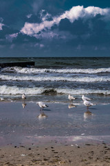 seagulls on the beach