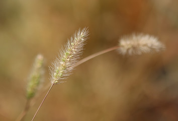 Fototapeta premium Flowering grass in the summer