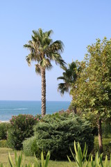 Naturlandschafft mit Palmen am Meer