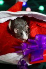 Happy new year 2020 Christmas composition with a gray rat, the symbol of the year . sitting in Santa's red hat