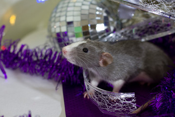 Happy new year 2020 Christmas composition with gray rat, a symbol of the year sitting on a silver...