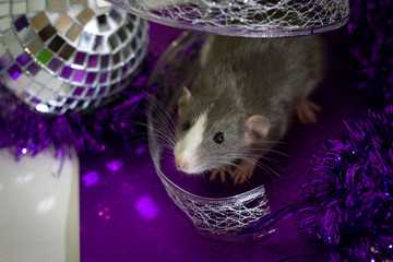 Happy new year 2020 Christmas composition with gray rat, a symbol of the year sitting on a silver...