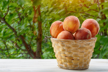 Ripe peaches in a wicker basket, green garden on the background. Fruit season