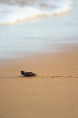 little turtle going home