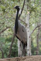 Retrato de una grulla damisela