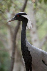 Retrato de una grulla damisela