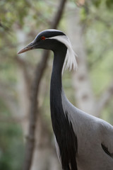 Retrato de una grulla damisela