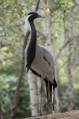 Retrato de una grulla damisela