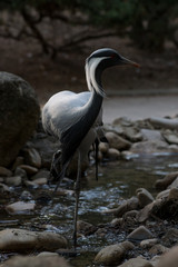 Retrato de una grulla damisela