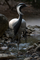 Retrato de una grulla damisela