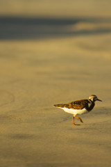 bird on the beach
