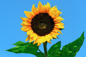 Beautiful blooming sunflower with bee on a blue sky background in close-up