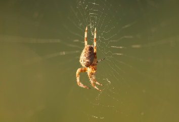 Spider on web