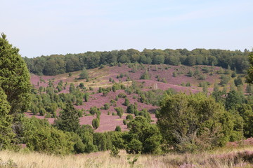 Totengrund - Landschaft in der Lüneburger Heide 