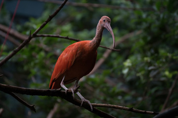 Precioso ibis escarlara sobre una rama